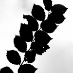 PA140855_2-Large